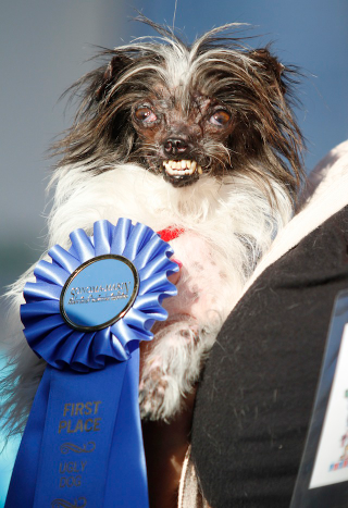 Illustration for article titled Rescue Mutt Named Peanut Crowned 'World's Ugliest Dog'